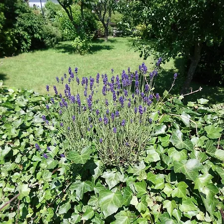 Ferienwohnung In Langewiese Sauerland Mit Garten, Cleaning Included ווינטרברג